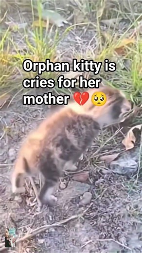 Orphan Kitty Cries for Her Mother: A Heartwarming Rescue Story. CatRescue #OrphanKitty #Animalover