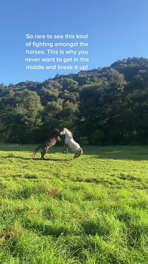 Rare Horse Aggression Incident Interrupted by Mare