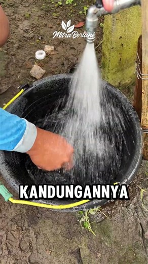TRICHODERMA BUTUH SENYAWA ORGANIK UNTUK HIDUP #pertanian #petanimuda #fypシ #petani #cabai
