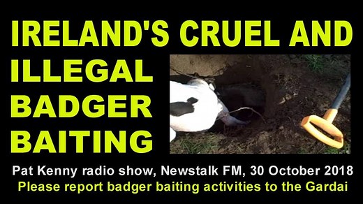 Ireland's cruel and illegal badger baiting was discussed on the Pat Kenny radio show on Newstalk FM today, 30th October 2018 https://www.newstalk.com/ This obscene bloodsport is responsible for horrific injury and death to both badgers and dogs. If you have any information about badger baiting activities, please do not hesitate to contact the Gardai. While badger baiting is illegal, foxhunting - which involves similar barbarity - sadly remains lawful. Foxes are chased across the countryside unti