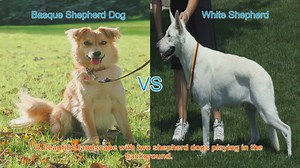 Basque Shepherd Dog vs. White Shepherd: A Comparison of Remarkable Breeds