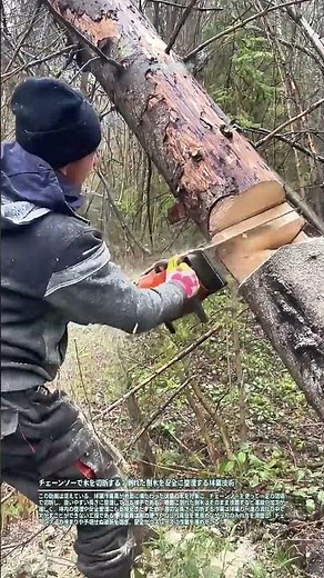 Cutting down trees with a chainsaw: A forestry technique for safely clearing fallen trees.