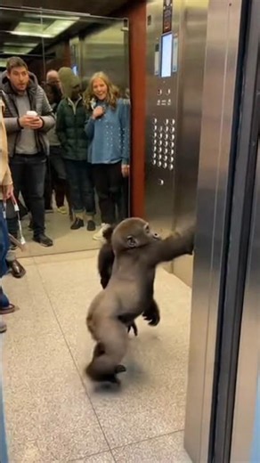 WAIT… Baby Gorilla Entered the Elevator 😳🦍 | Mall Shoppers Shocked