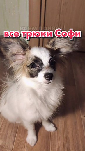 Papillon Dog Fur Trimming Tutorial