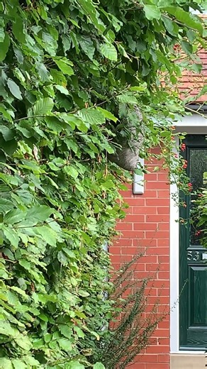 A large hornets nest