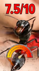 5K views · 58 reactions | Some insects bite, some insects sting…the Warrior Wasp can do BOTH in dramatic fashion! #bravewilderness #nature #WildlifeAdventure #wasp | Mark Vins | Facebook