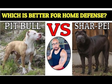 Chinese Fighting Dog Shar Pei VS Pit Bull "Who Will Win"?