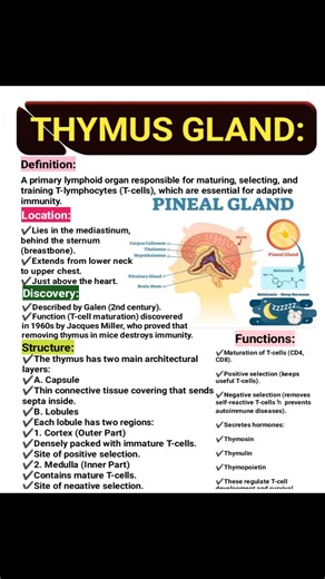 50K views · 364 reactions | Thymus gland  . . . . . . #BioReels #lifescience #biologyconcepts #BiologyRevision #fypchallenge #fbyシvideo #thymus #gland . . Follow Conceptual Biologist | Conceptual Biologist | Facebook