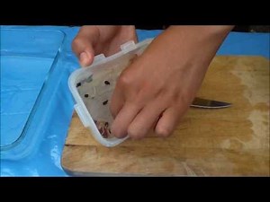 How To Germinate Organic Apple Seeds.