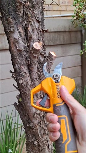 Ingco 20v battery powered pruning shears test. #michaelstoolbench #pruningshears #ingco #shears