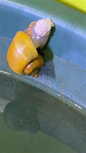 Mystery Snail Laying Eggs