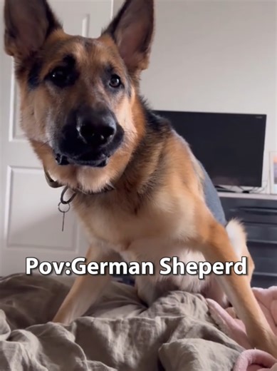 German Shepherd Fun Moments: Cute and Hilarious Clips