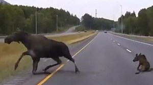 Police car misses collision with mama moose and calf