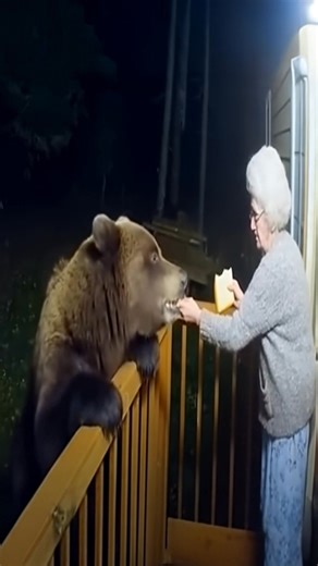 Grandma feeds an AI bear | Creative Panda