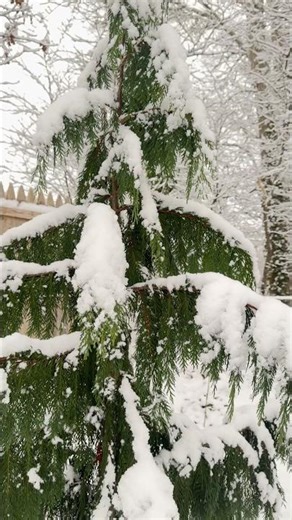 Magical Weeping Alaskan Cedar 🎶🎄#evergreen #tree