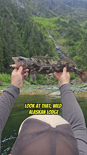 Nice Lingcod caught in front of the Waterfall! Your Saltwater Guide is Sponsored by Promar & Ahi USA. | Your Saltwater Guide