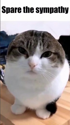Wawa cat (oh the misery cat) HD full video 60fps #shorts #wawa #memes #tiktok