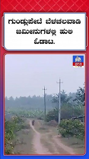 ಗುಂಡ್ಲುಪೇಟೆ ಬೆಳಚಲವಾಡಿ ಜಮೀನುಗಳಲ್ಲಿ ಹುಲಿ ಓಡಾಟ | Pragathi TV