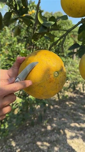 Big and Beautiful Ripe Golden Grapefruit #fruit #fruitcutting #grapefruit #shorts #foryou