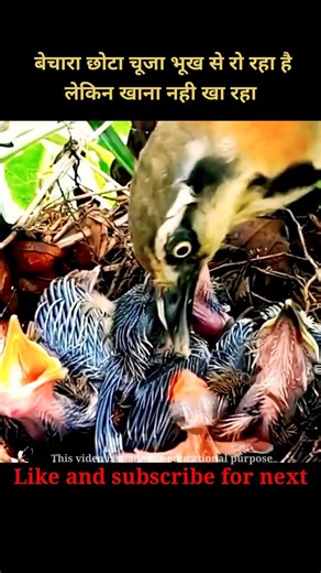 Baby bird crying for food | 😮 #shorts #hollywood #movieexplained #animals