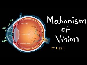 Mechanism of vision (Concept based on NCERT) class 11 Biology #neet