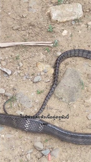 งูอะไร