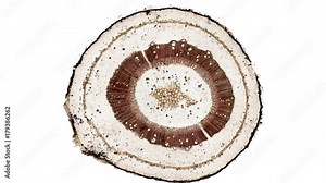 cross section cut of growing flower stem under the microscope Stock Video