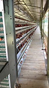 Kandang ayam petelur semi otomatis, Bibit unggul,disini solusi nya ✅️✅️🔥 #peternakanayam #ayampetelur #peternakmilenialindonesia #bibitayampetelur #pullet | Elmalikha