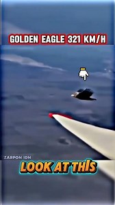 Golden Eagle vs Peregrine Falcon – Who Rules the Skies ? #satwaliar #wildlife