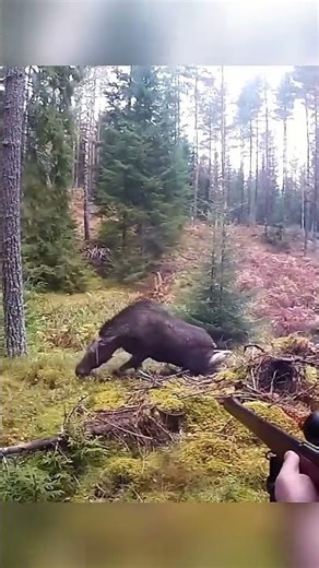 Dangerous Moose Hunt at Close Distance with Shotgun #hunthowdown #hunting #huntexpo #raisedhunting