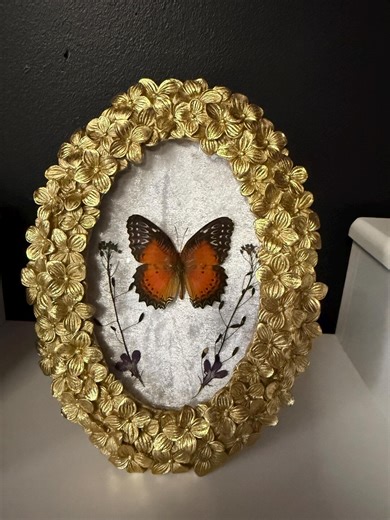 Real Pressed Red Lacewing Butterfly in Golden Metal Frame Insect Taxidermy, Unique Gift - Etsy