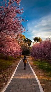 2.7K views · 88 reactions | And just like that, it’s nearly spring… Keep your eyes peeled for cherry blossoms over the next month, folks!  This footage was taken just up the road from the Penfolds Magill Estate Restaurant and cellar door in Upper Magill, where you’ll find a feast for the senses in any season! : @fariz_zubaidi (via IG) | Visit Adelaide Hills | Facebook