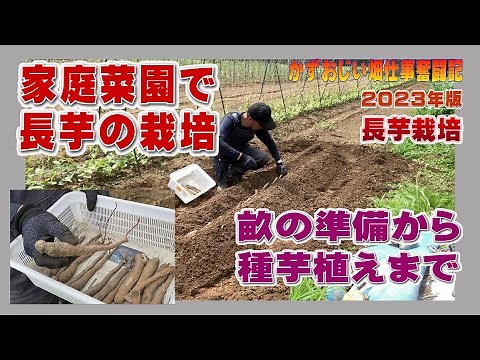Growing Nagaimo in a Home Garden (How to Plant Seed Potatoes) - Let's grow small Nagaimo with les...