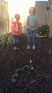 36K views · 177 reactions | SNAKE SAFETY AWARENESS, from the little critters at Critters Up Close! **Please show your kids** Let's not be snake scared, let's be snake aware!  | Critters Up Close | Facebook