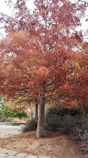 1K views | Mus Ncig Stone mountain | Saib Lom Zem | Facebook