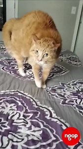 Identifikohu zonje #ngoptv #ngop | NGOP