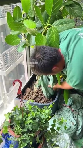 How to Transform Your Balcony into a Tropical Paradise