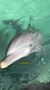 Amazing Facts about Mammal _mammalfact #viralanimals #animals #animalreels #explorepage | My Amazing World