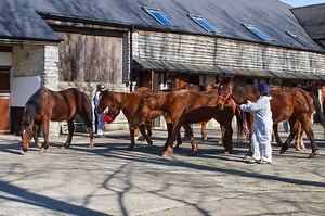 Disease prevention in horses - World Horse Welfare