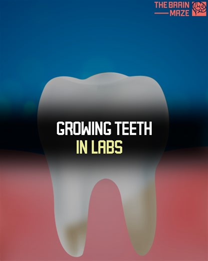 Teeth grown in a lab - not science fiction anymore. A new material may soon let damaged teeth regenerate naturally. But how close are we to real human trials? Could this end the need for implants forever? | The Brain Maze