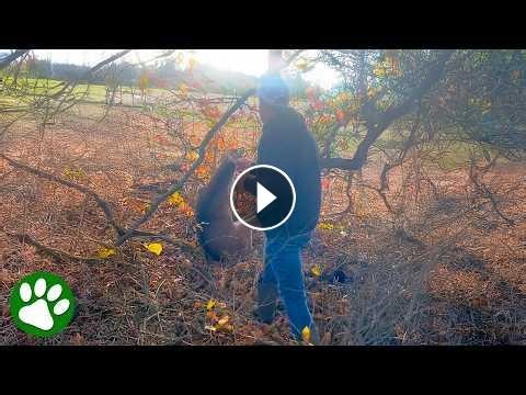 Brave man gets knocked down rescuing a deer #Video