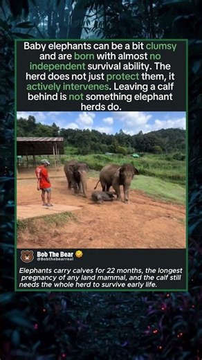 Clumsy Baby Elephant Needs Help To Get Up