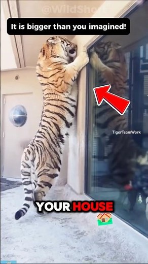 The Largest Tiger on Earth: Siberian Tiger!🐅