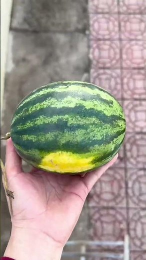 Experiment: Will the watermelon meet its fate and explode if dropped from a high place? #watermelon