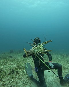 137K views · 1.5K reactions | How We Hunt Giant Lobster! | Ryan Myers Spearfishing | Facebook