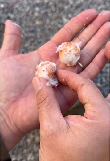 Survival Skills: Waterproof Firestarter From Fatwood #survival #bushcraft #outdoors #lifehacks