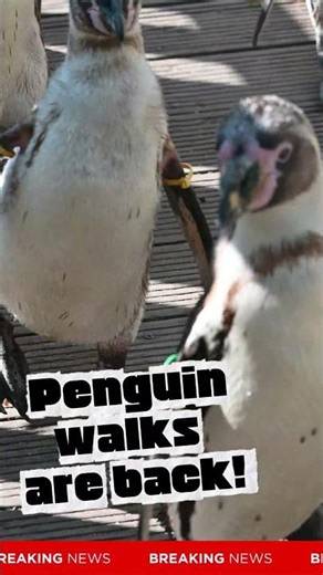Penguin Walks are back!