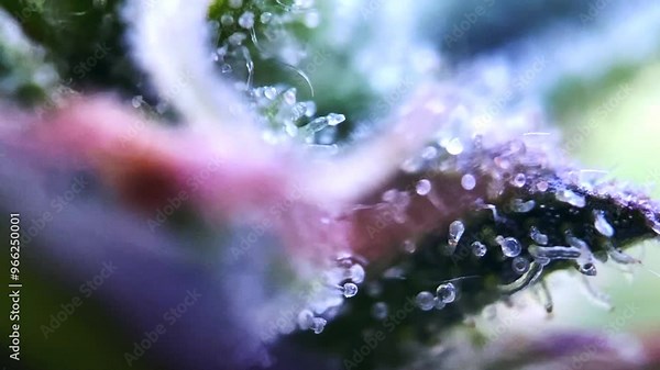 Gorgeous Cannabis milky thc cbd trichomes showing on a healthy marijuana plant Stock Video