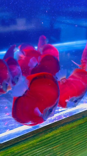 1.9K views · 1K reactions | #discus #discusworld #discusfarm #discusthrower #discussions #discusaquarium #discusbreeder #discusión #discuss #discovery #discusofinstagram #discusfishlover #discussione | Hobby Petshop Yusuf Tatli | Facebook