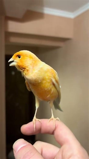 #bird #birds #canary #canarias #canario #birdsounds #pets #lovebirds #parrot #animals #cutebirds
